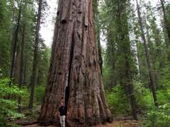 Sequoiadendron giganteum