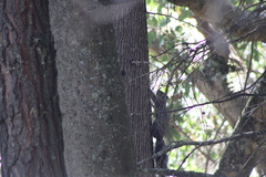Sciurus aureogaster