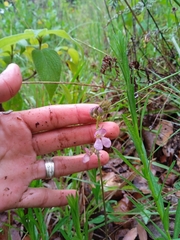 Phaseolus pedicellatus