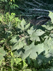 Rubus odoratus