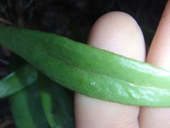 Pyrrosia confluens