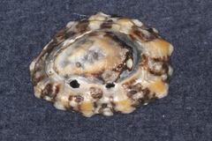 Cellana ornata