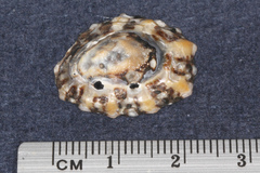 Cellana ornata