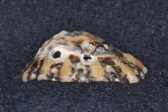 Cellana ornata