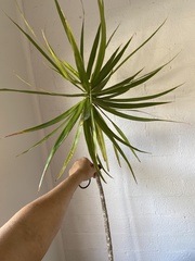 Dracaena reflexa angustifolia