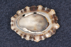 Cellana ornata