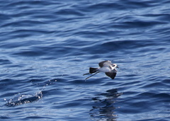 Pelagodroma marina