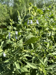 Salvia reflexa