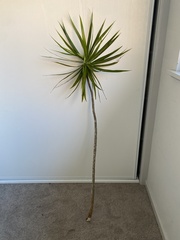 Dracaena reflexa angustifolia