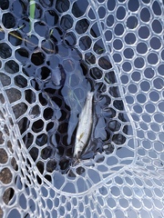 Ptychocheilus oregonensis