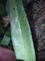 Pyrrosia confluens