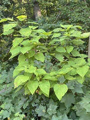 Catalpa speciosa