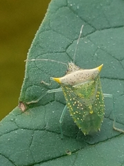 Arvelius albopunctatus