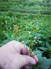 Scrophularia nodosa