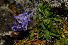 Phyteuma globulariifolium