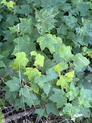 Rubus odoratus