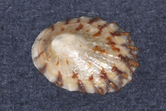 Cellana radians