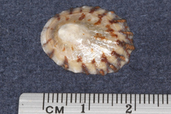 Cellana radians