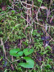 Acianthus sinclairii