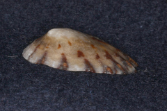 Cellana radians