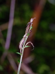 Acianthus sinclairii