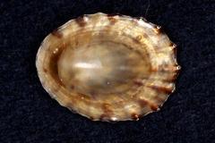 Cellana radians