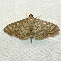 Herpetogramma pertextalis