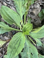 Plantago major
