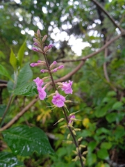Aloysia macrostachya