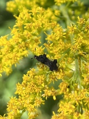 Phymata pennsylvanica