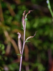 Acianthus sinclairii