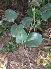 Smilax australis