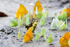 Neographium thyastes