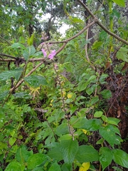 Aloysia macrostachya