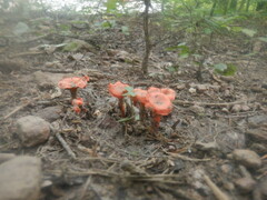 Cantharellus cinnabarinus
