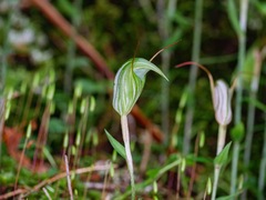 Pterostylis alobula