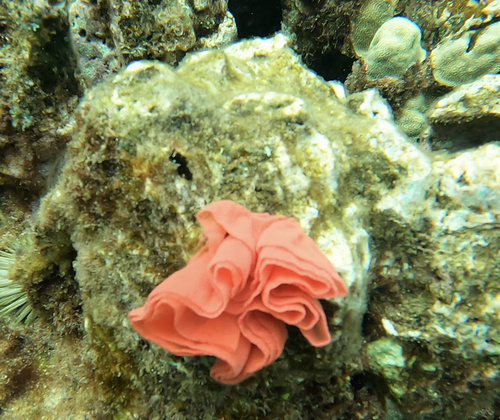 Hexabranchus sanguineus, 2022-08-31