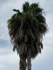 Washingtonia robusta