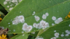 Erysiphaceae