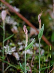 Pterostylis alobula