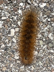 Phragmatobia fuliginosa
