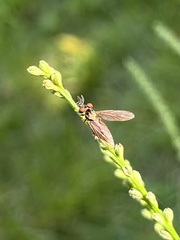 Holcocephala