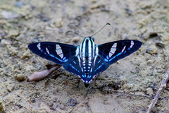 Jemadia