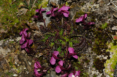 Pedicularis kerneri