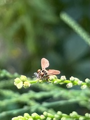 Holcocephala