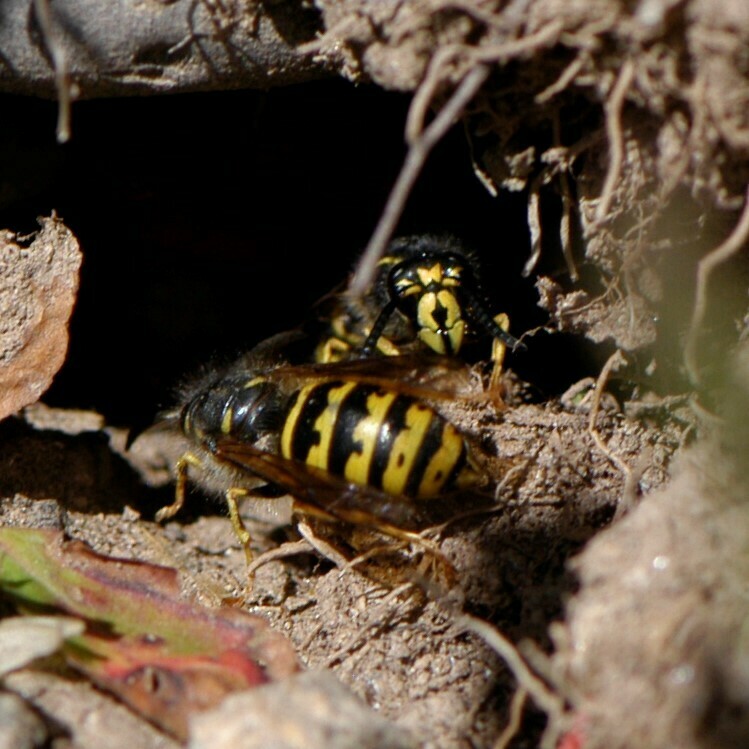 Rocky Mountain Aerial Yellowjacket