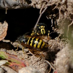 Dolichovespula alpicola