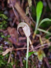 Pterostylis alobula