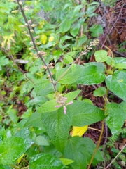Aloysia macrostachya