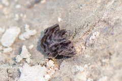 Ebrietas anacreon